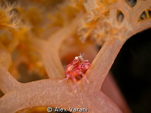Red crab on soft coral by Alex Varani 